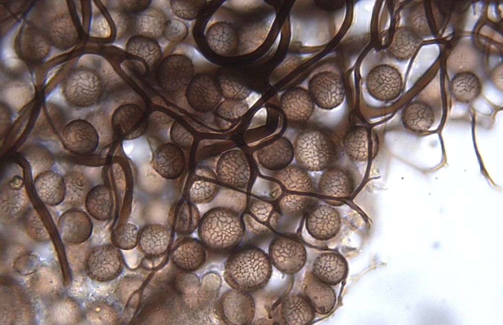 Stemonitis? Stemonitopsis?